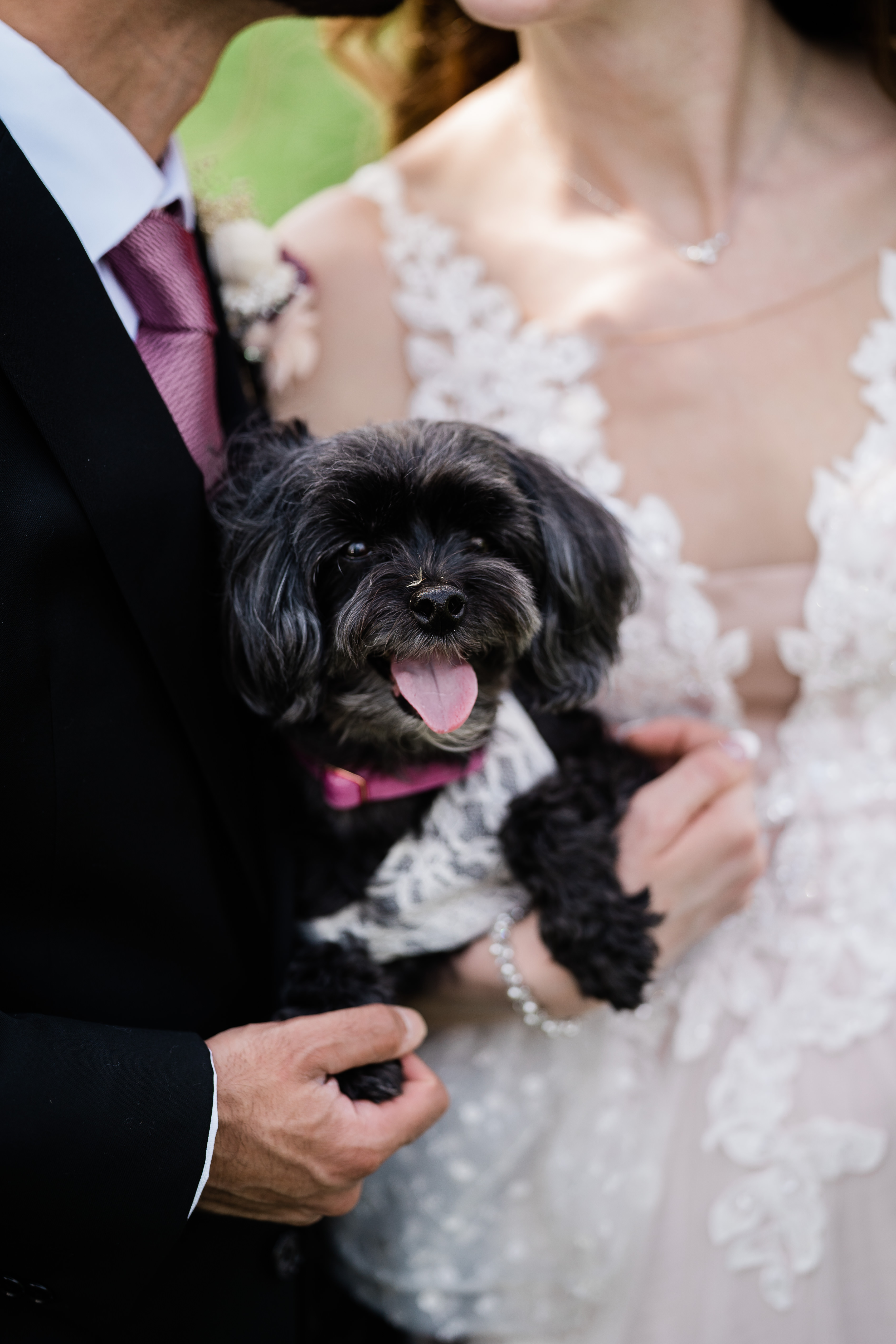 bride adn groom holding their little black dog on their wedding day